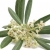 olive blossom 