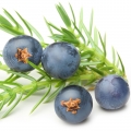 juniper berries