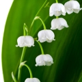 lily of the valley