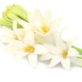 tuberose