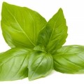 basil