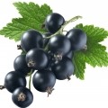 black currant