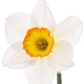 narcissus