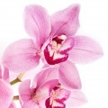 orchid