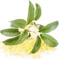 osmanthus