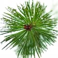 pine needles