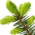 balsam fir