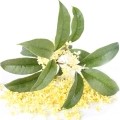 osmanthus