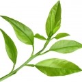 bergamot leaf