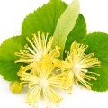 linden flower