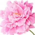 pink peony