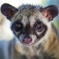 synthetic civet