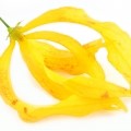 ylang ylang