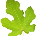 fig leaf