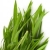 tarragon